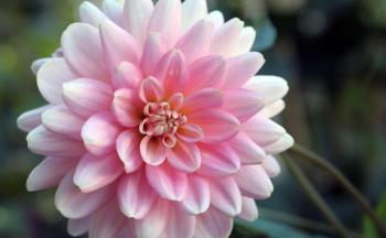 Homelife - 10 best autumn flowers