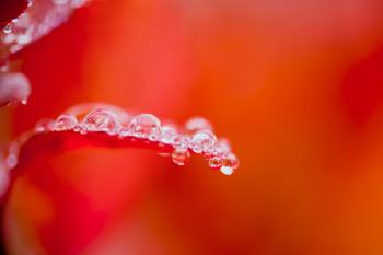 Autumn foliage - Droplet Close-up