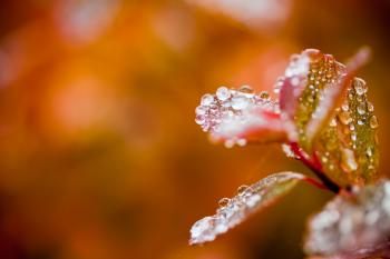 Droplets on Autumn Foliage