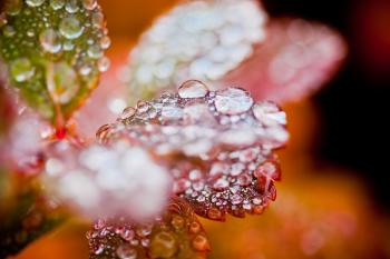 Autumn foliage with raindrops