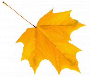 Yellow Autumn Leaf PNG Clipart Image | Gallery Yopriceville - High ...