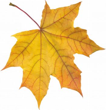 Yellow Autumn Leaf PNG Image - PurePNG | Free transparent CC0 PNG ...