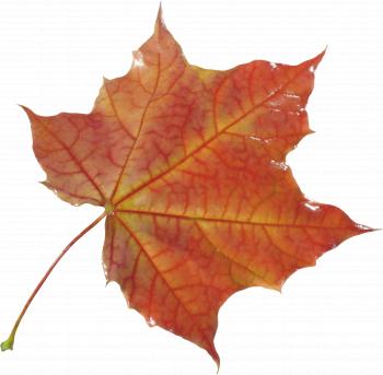 Autumn Leaf PNG Image - PurePNG | Free transparent CC0 PNG Image Library