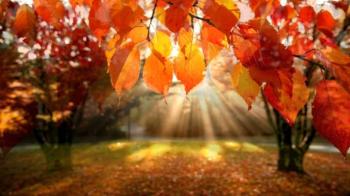 Red leaves - Autumn trees - Autumn leaves - YouTube