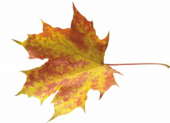 Autumn leaves PNG images, free PNG yellow leaves pictures
