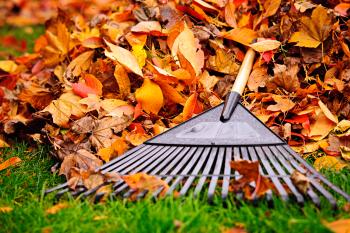 4 uses for Autumn leaves | KS Environmental