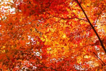autumn leaves | Norma Huss