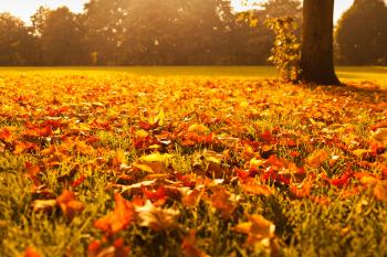 Autumn Leaves At Sunset Free Stock Photo - Public Domain Pictures