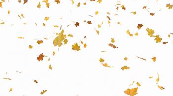 Falling autumn leaves - isolated and loopable Motion Background ...