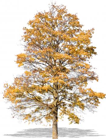 cut out tree with yellow autumn leaves - cut out trees and plants ...
