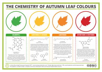 Compound Interest - The Chemicals Behind the Colours of Autumn Leaves