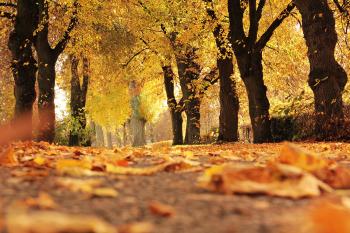 Free stock photos of autumn mood forest · Pexels