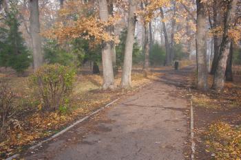 autumn park & fog