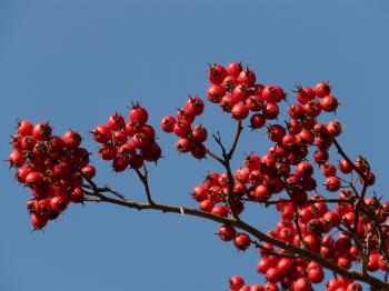 Plants to forage this Autumn | Dorset Bushcraft courses | Wildway ...