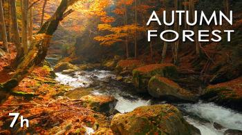 Autumn Forest - Relaxing Nature Video - River Sounds - White Water ...
