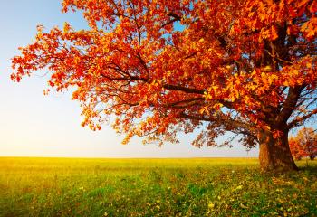 Wallpaper autumn, tree, leaves, field, grass, 8k, Nature #16081
