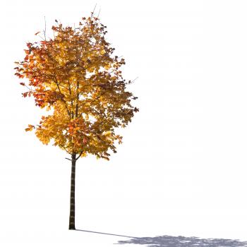 cut out backlit maple tree in autumn - cut out trees and plants ...