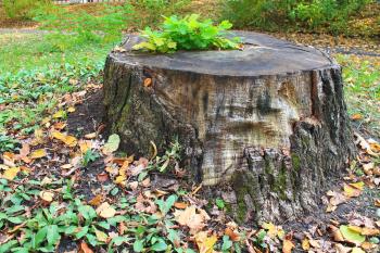 Autumn Tree Stump