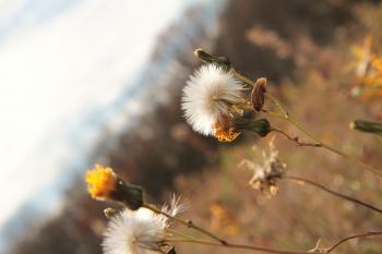 Autumn Weeds – Mari Kivisto