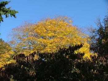 Autumn - Westonbirt