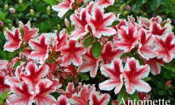 Other Propagation Methods - Azalea Society of America