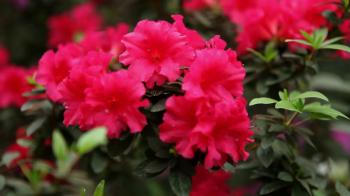 Small Bright Red Azalea Flowers on Slender Branches Covered With ...