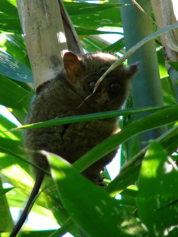 KONSERVASI ANOA DAN BABIRUSA-SULAWESI