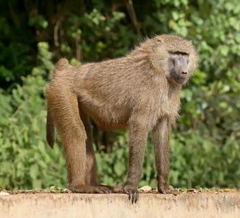 Baboon - Wikipedia
