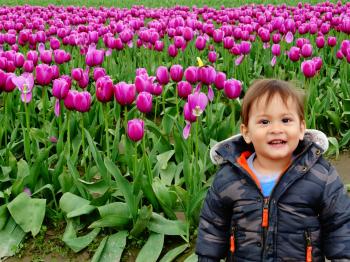 Baby boy in tulip fields