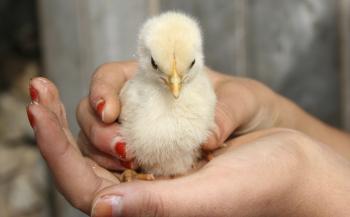 White Leghorn Chickens