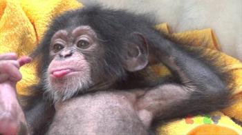 아기 침팬지 ( Baby Chimp ) - YouTube