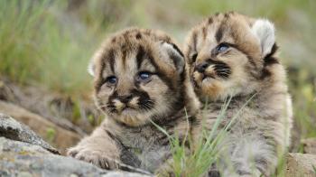 Baby Coug HD Wallpaper, Background Images