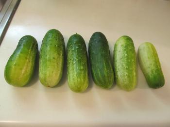Georgia Girl With An English Heart: Cucumber, Baby! (Cucumber baby)