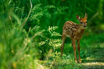 Why Do We Call Baby Deer Fawns?