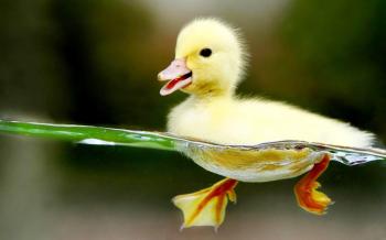 baby duck | Baby Duck Wallpapers - Wallpaper Cave cutetest duck ive ...