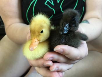 Should You Get Ducks? Duck Pros & Cons - The Cape Coop