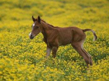 Black Baby Horses HD Wallpaper, Background Images