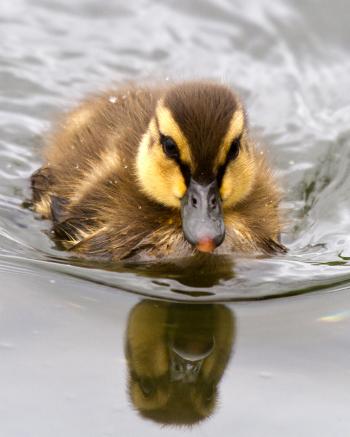 Baby Mallard Duck