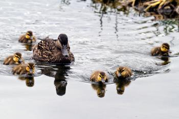 Baby Mallard Ducks