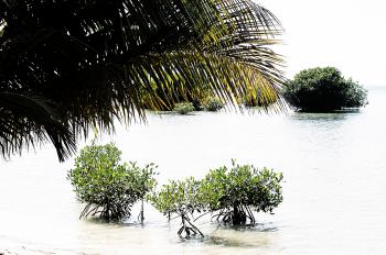 Baby mangroves
