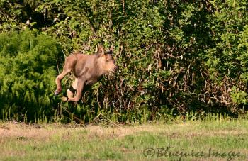 Baby Moose Running! - I Love Alaska