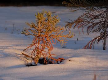 Baby Pine in Snow at Dusk in Sequoia Nat