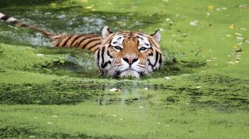 tiger-swimming.ngsversion.1467295893295.adapt.1900.1.jpg