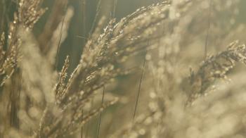 Close-up of a backlit meadow grass swaying during sunrise Stock ...