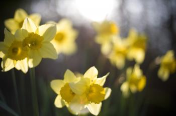 Backlit yellow daffodils-4057 | Stockarch Free Stock Photos
