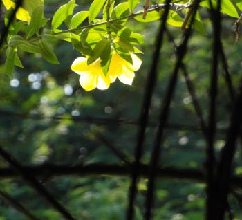 Backlit Yellow Flower