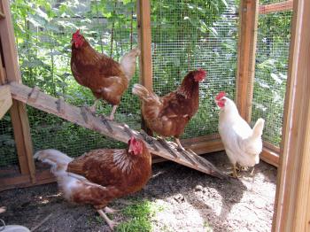 Backyard Chicken-Keeping Gains Momentum in Anchorage | Alaska Public ...