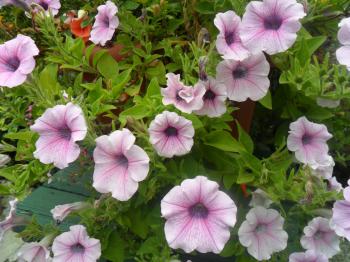 File:Flowers in my backyard 17.jpg - Wikimedia Commons