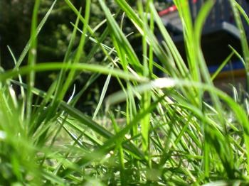 Backyard grass