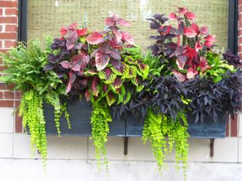 Container Gardening Ideas - Protecting Window Flower Boxes